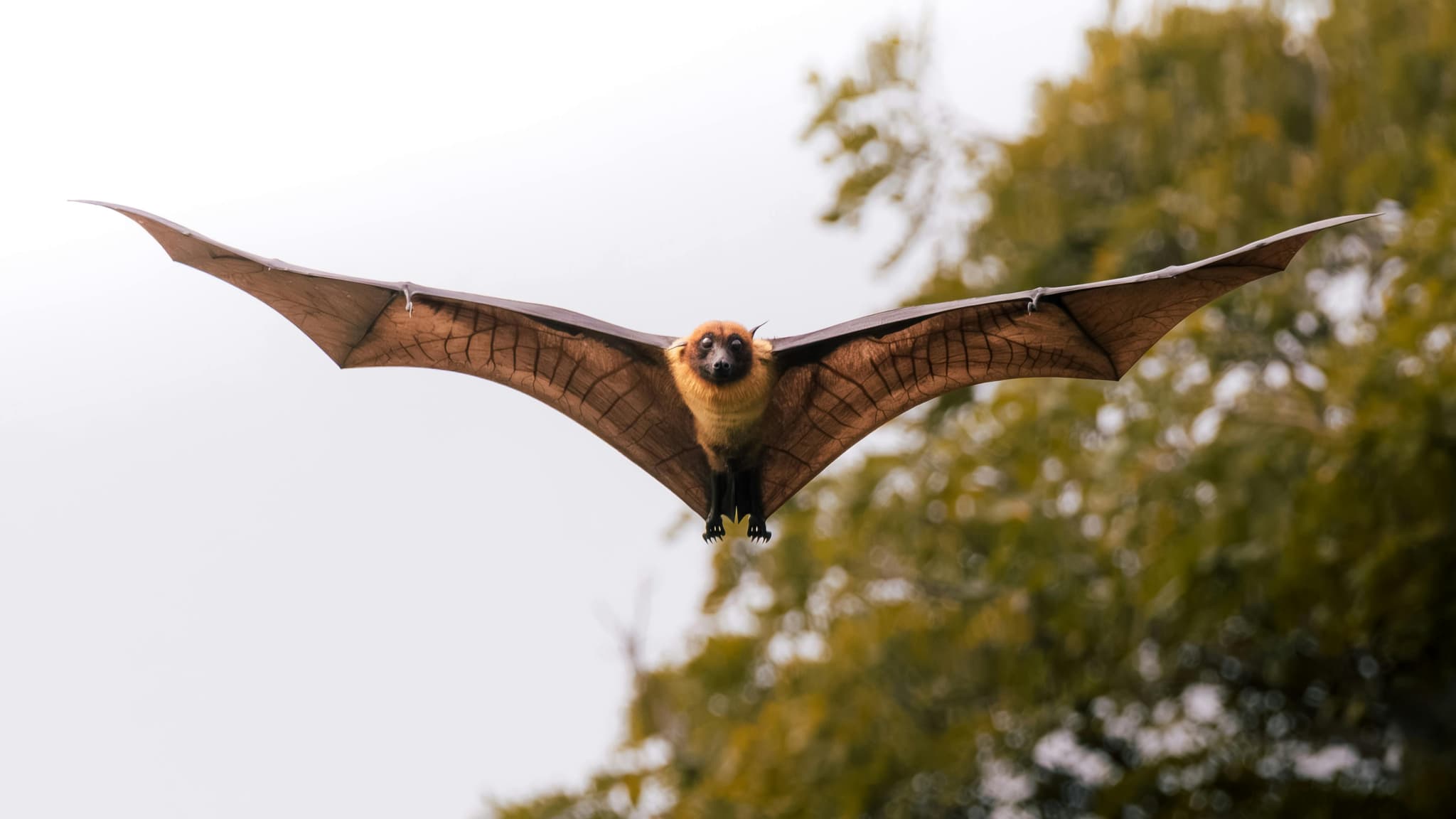 Bat Control image