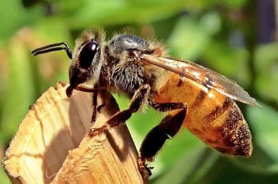 Bees Control image