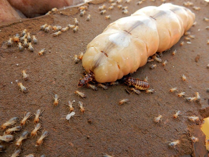 Termites Control benefits image